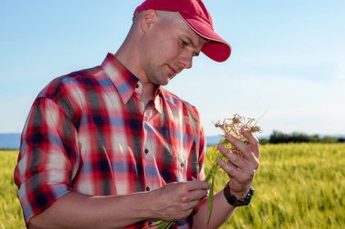 Çiftçi ya da tarımcı buğday tarlasında dikilip ekilen buğday bitkisinin kökünü inceliyor. Tarım işçisi verimi hesaplıyor. Kapat..