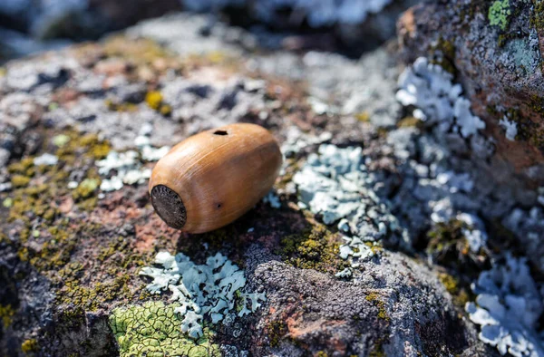 Bellota Caída Sobre Una Roca Cubierta Musgo Liquen Bosque Durante — Foto de Stock