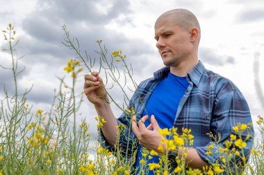 Tarladaki kanola tecavüz kapsüllerini inceleyen yağ tohumlu tecavüz mahsulünde duran çiftçi ya da çiftçi. İlkbaharın sonunda kolza tohumu bitkileri.