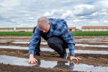 Çiftçi, plastik gübrelerin toprak örtüsü olup olmadığını kontrol ediyor ve izliyor. Açık havada filizlenmek için tarım uygulamalarında plastik malzemelerden tünel ve tarım filmleri.