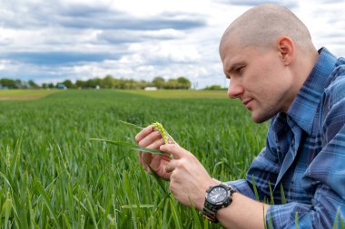 Buğday tarlasında tahıl kalitesini inceleyen çiftçi ya da tarımcı. Genç buğday kamışını kontrol eden tarım işçisi verimi tahmin ediyor..