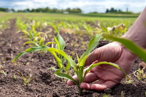 Close Van Een Hand Vasthouden Controleren Van Een Groene Maïs — Stockfoto