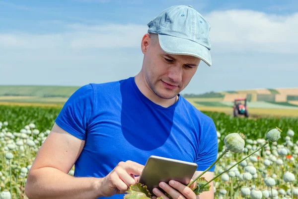 Agronomist or farmer with a tablet computer in the poppy field assessing the crop condition. Cocoons of ripening poppy heads.  Papaver somniferum. Opium or bread seed poppy.