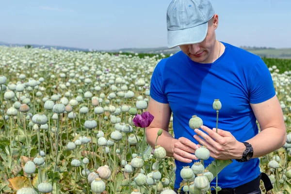 Agronomis Atau Petani Ladang Poppy Memeriksa Tanaman Memeriksa Kepompong Kepala — Stok Foto