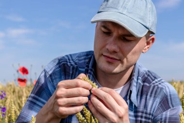 Çiftçi ya da tarımcı buğday tarlasında çömelmiş ürün kalitesini inceliyor. Tarım işçisi buğday kamışını ve tahılı kontrol ediyor..