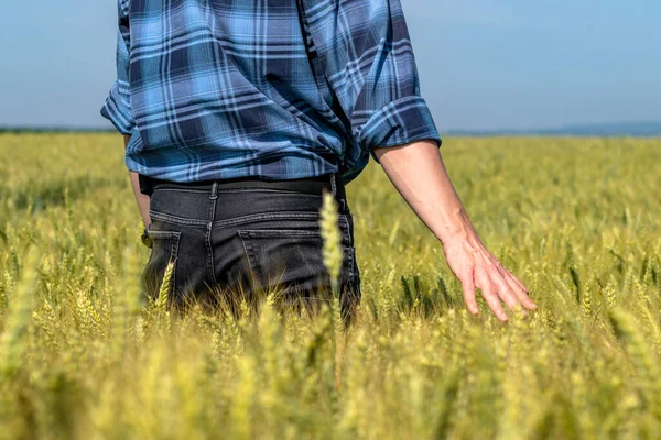 Agronomista Sprawdza Złotą Pszenicę Dumna Ręka Rolnika Dotykająca Dojrzewających Ziaren — Zdjęcie stockowe