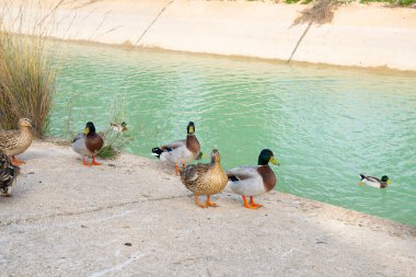 Wild ducks on an open water reservoir on a summer day