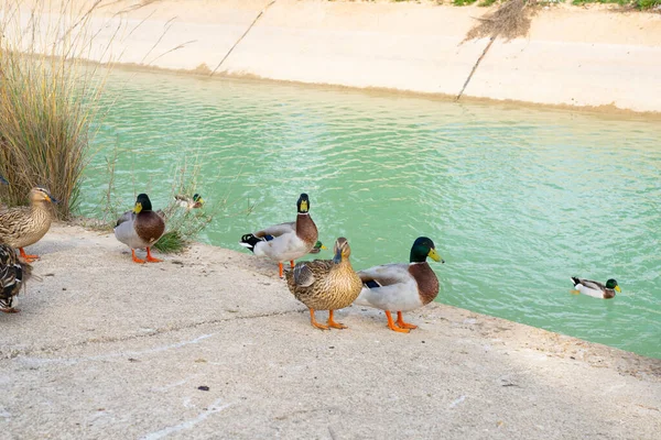 Wild ducks on an open water reservoir on a summer day