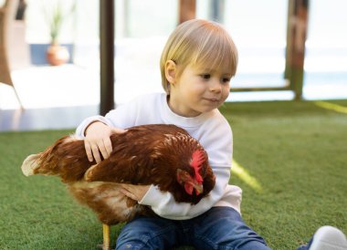 Küçük çocuk evde tavuğu tutuyor.