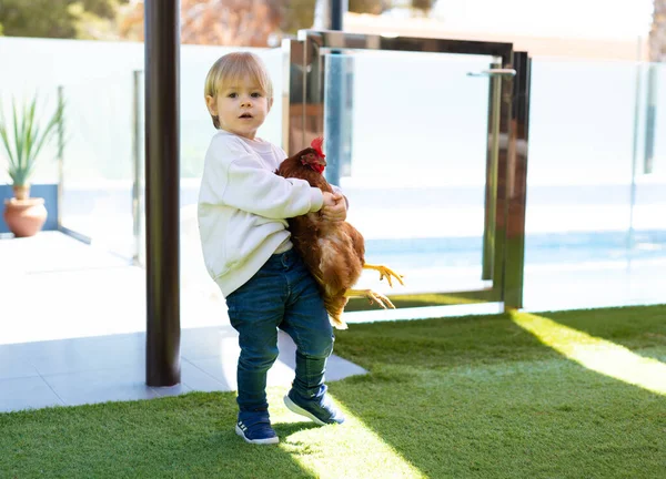 小さな男の子は庭で鶏を家に持っています — ストック写真