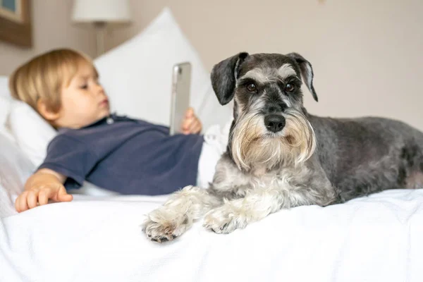 可愛いです赤ちゃん男の子横にベッド使用モバイルとともに彼の犬 — ストック写真