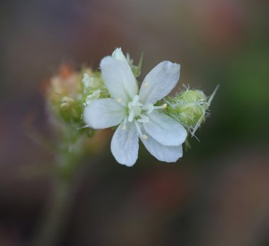 Drosera roseana