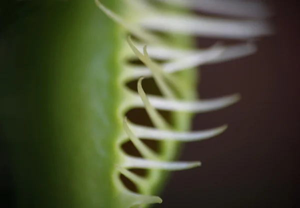 Dionaea muscipula — Stock Fotó