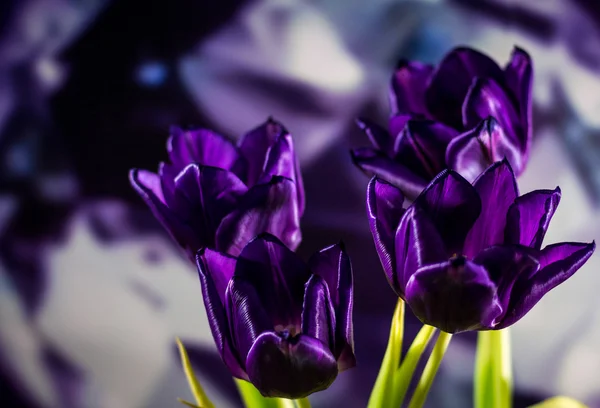 Arka plan üzerinde derin mor laleler