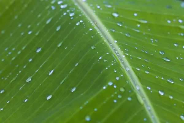Rain drops on palm leaf — Stock Photo, Image