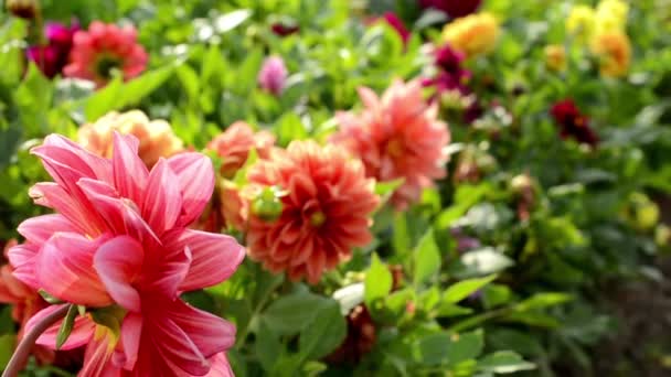 Jardín de flores - una calle urbana concurrida en el fondo — Vídeo de stock