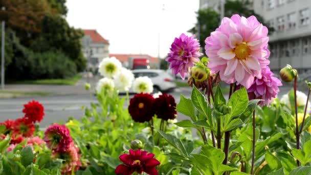 Jardim de flores - uma rua urbana movimentada com carros no fundo — Vídeo de Stock