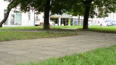 собака прогулянки по парку - стріт автомобілів і будівель у фоновому режимі - жінка