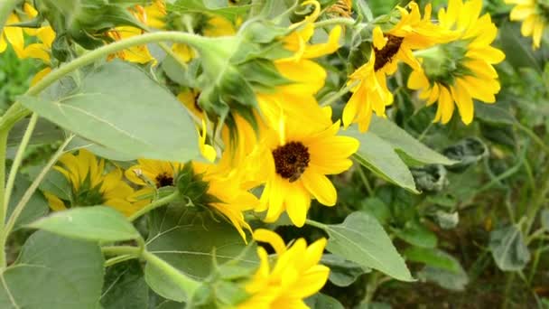 Bee pollinate sunflower — Stock Video