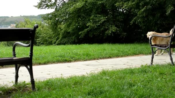 Собаки гуляют по парку - скамейки с травой и деревьями — стоковое видео
