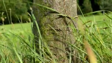 ağaç gövdesi çimen - orman içinde belgili tanımlık geçmiş - kuvvetli rüzgar ile