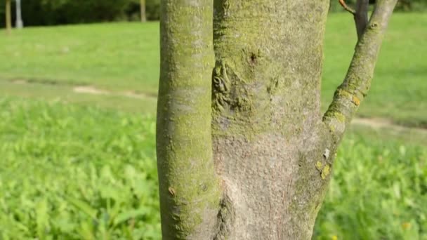 Les fourmis rampent sur l'arbre (tronc) - herbe en arrière-plan - le curseur se déplace de haut en bas — Video
