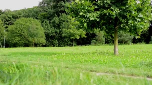 Nature - arbres et herbe - mouvement du curseur 