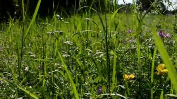 Weide van bloemen - bomen op de achtergrond - blauwe hemel - zonnige - schuifregelaar — Stockvideo