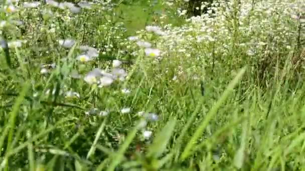 Ängen av blommor med grönt gräs bevuxen - - soliga — Stockvideo
