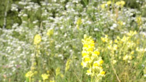 Weide van bloemen - bomen op de achtergrond - detail van bloemen - zonnige - schuifregelaar — Stockvideo