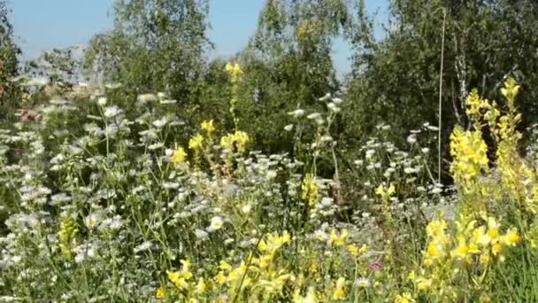 Weide van bloemen - bomen op de achtergrond - blauwe hemel - zonnige - schuifregelaar — Stockvideo