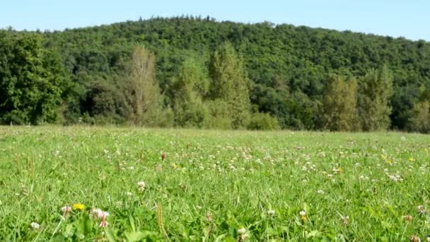 Луг (квіти з травою) - ліс з деревами на задньому плані - блакитне небо - сонячний повзунок - фокус на траві — стокове відео