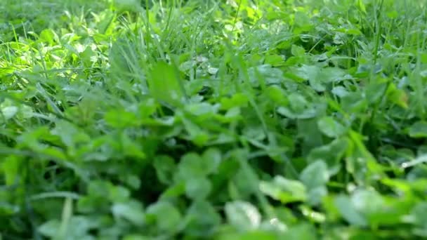 Herbe verte - rosée du matin - rayons du soleil 