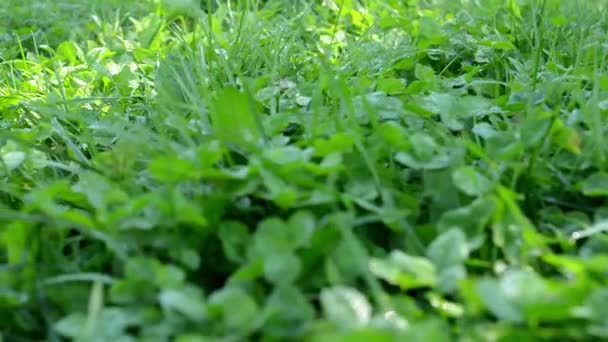 Herbe verte - rosée du matin - rayons du soleil — Video