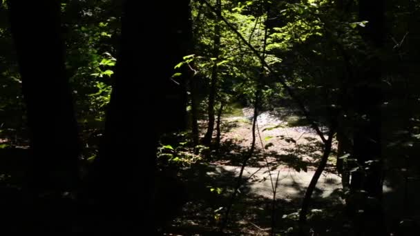 Brook in the forest - asphalt pathway- trees and bushes - sun rays (contrast) - slider — Stock Video