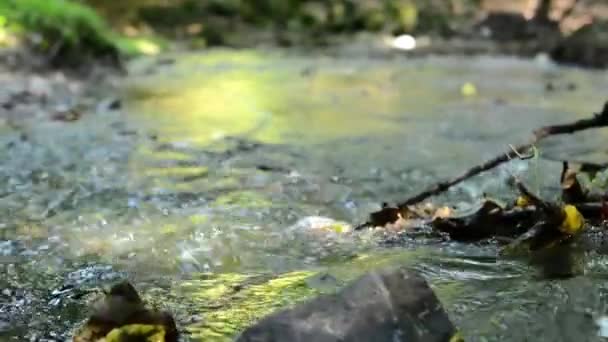 Струмок у лісі - деталь біг води - сонячних променів - слайдер — стокове відео