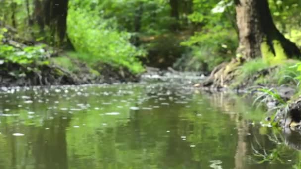 Kleine Fliegen fliegen über den Bach - Wald im Hintergrund - Sonnenstrahlen - Schieberegler — Stockvideo