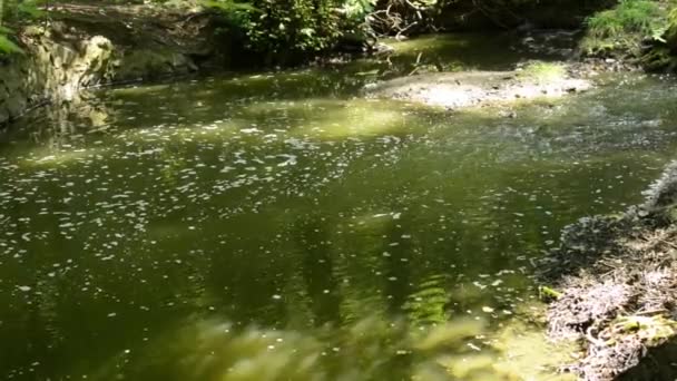 Bach im Wald - Spiegelung des Waldes im Bach - Bäume mit Steinen - Sonnenstrahlen - Schieberegler — Stockvideo