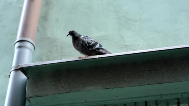 Güvercin çatının kenarına - saçak — Stok video
