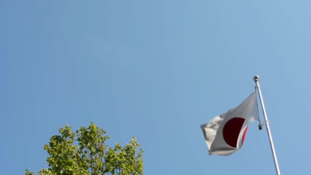 Japanse vlag - groene boom - blauwe hemel - zonnige — Stockvideo