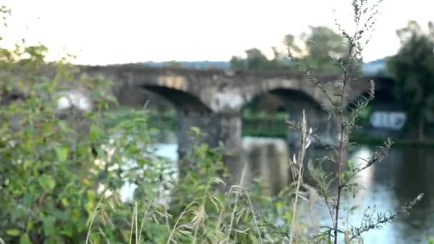 Naturaleza (arbustos y árboles) - puente para el tren sobre el río en el fondo — Vídeo de stock