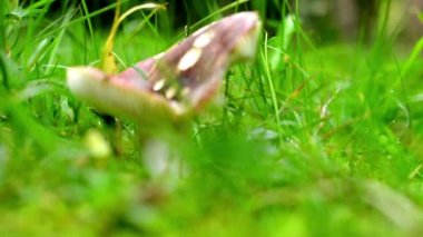 Yeşil çim - mantar ayrıntı (portre)