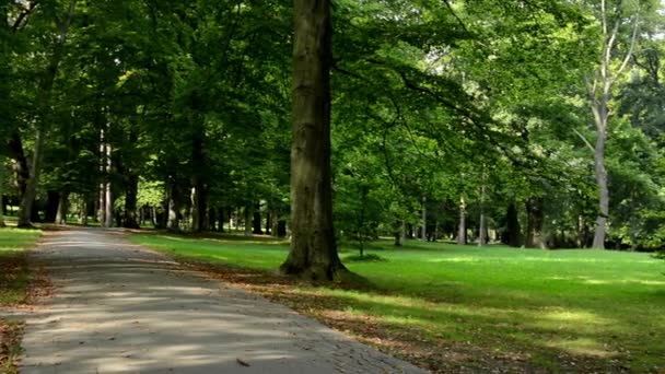Panorama du parc (arbres) avec sentier - ensoleillé - herbe 