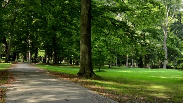 Panorama del parque (árboles) con camino - soleado - hierba — Vídeo de stock