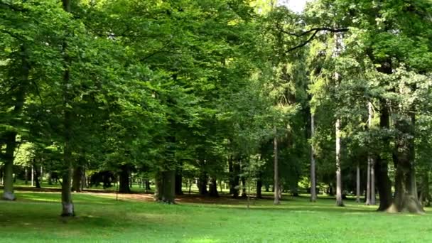 Panorama of park (trees) - sunny - grass — Stockvideo