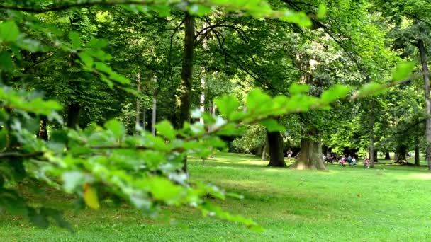 Parco (bosco) - alberi - gruppo di bambini sullo sfondo - soleggiato - dettaglio del ramo — Video Stock