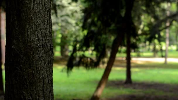 Detalle de árbol (corteza) - parque (bosque) - grupo de niños en el fondo — Vídeo de stock