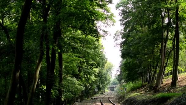 La voie pour le train dans la forêt - arbre — Video