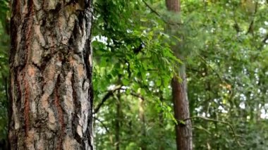 Kuş orman - ağaç evini