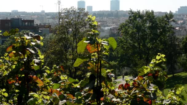 Naturaleza - viñedo (vino de uva) - ciudad (edificios) en el fondo - soleado — Vídeos de Stock